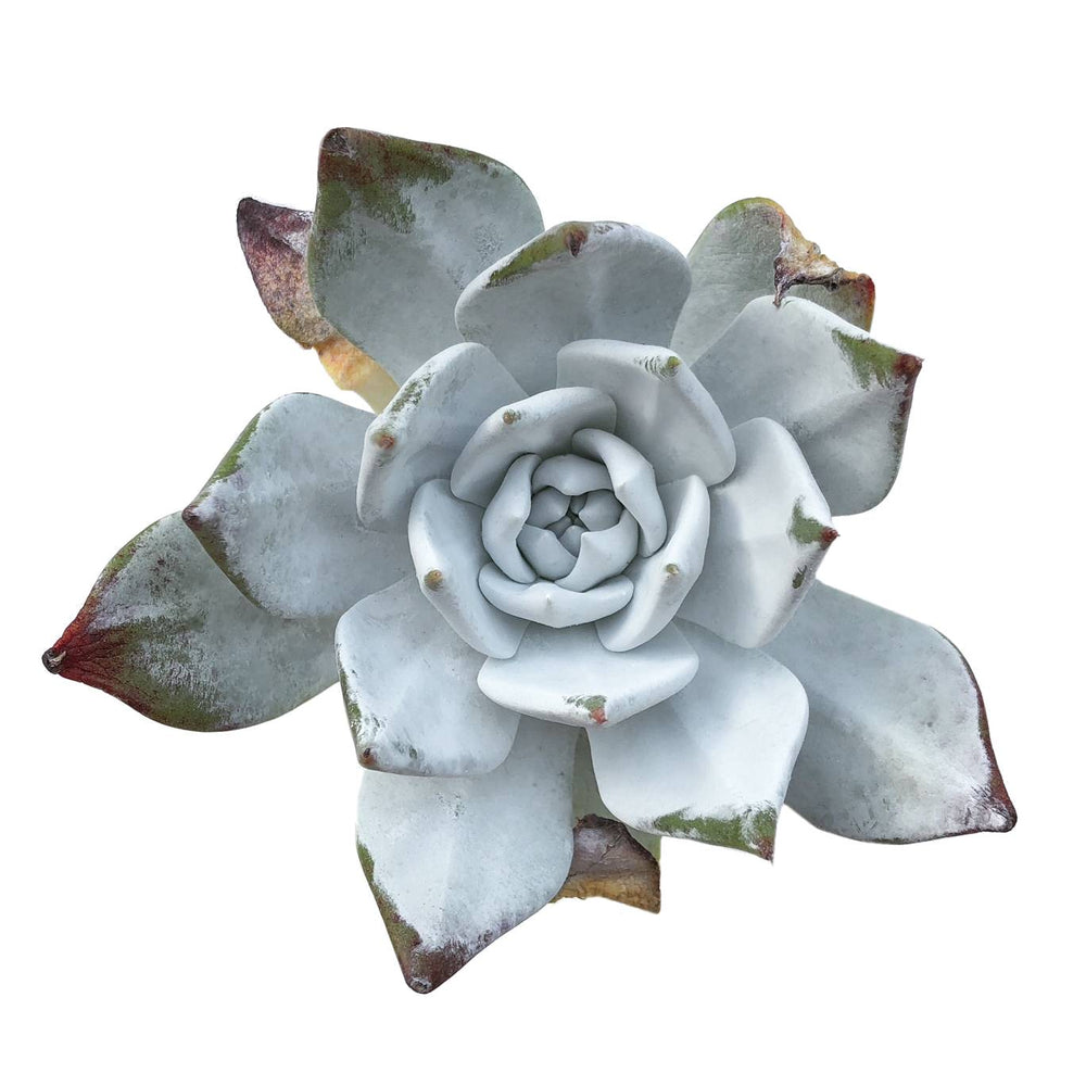RESERVED Echeveria Baron, Video (Ready to Ship)