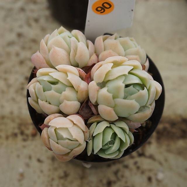 MOTHER'S DAY WEEKEND FLASH SALE! PRESALE Echeveria Elegans, Mini Clusters, (Random)