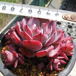 PRESALE Echeveria Laulensis, (Random)