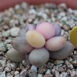 (RESERVED) Pachyphytum Oviferum cv. Momobijin, Variegata (Option 5)