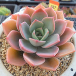 PRESALE Echeveria Tinkerbelle, (Random)