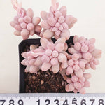 PRESALE Pachphytum Machucae, 'Baby Fingers,' (Random)