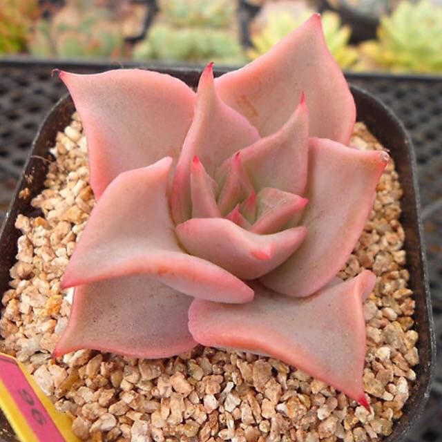 PRESALE Echeveria Madiba, (Random)