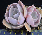 PRESALE Echeveria Marilyn, (Not so Random)
