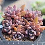 PRESALE Echeveria Sugar Jelly Cluster, (Random)