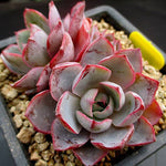 PRESALE Echeveria Hera, (Random)