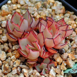 PRESALE Echeveria Strictiflora v Nova, (Random)