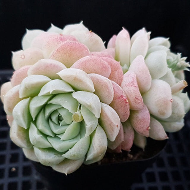 PRESALE Echeveria Hughmillus, Cluster, (Random)