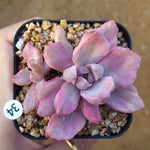 SALE! Graptoveria Gypsy, (Random)