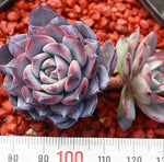 PRESALE Echeveria Laulensis Hybrid