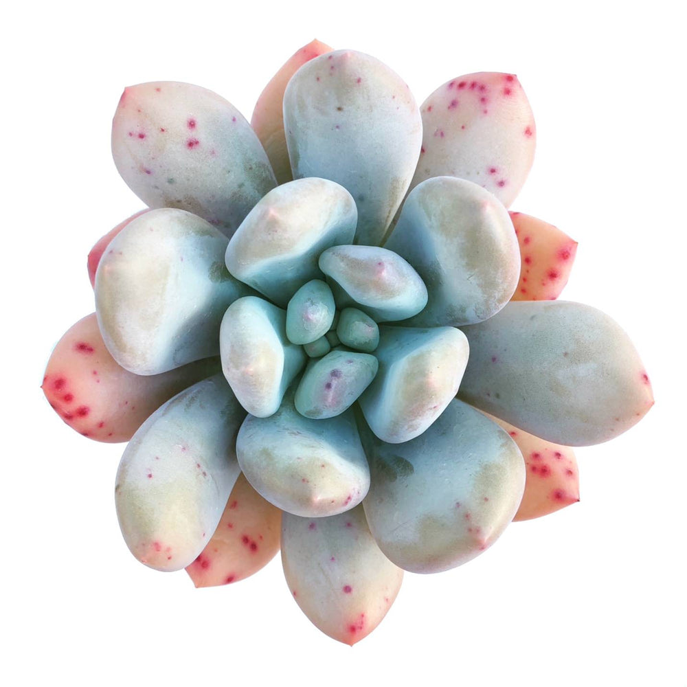 Pachyphytum Sp.