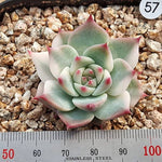 PRESALE Echeveria Chihuahuaensis, Variegata, (Random)