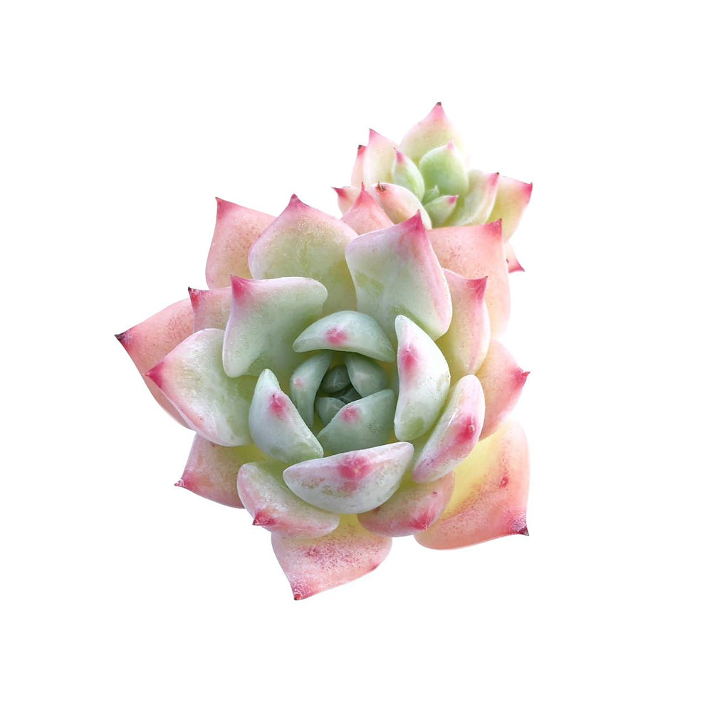 Echeveria Sp.