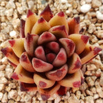 PRESALE Echeveria Agavoides Sirius, (Random)