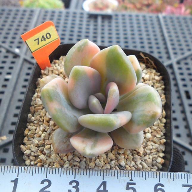 PRESALE Pachyveria Pachyphytodies, Variegatata (Not so Random)