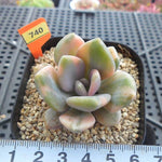 PRESALE Pachyveria Pachyphytodies, Variegatata (Not so Random)