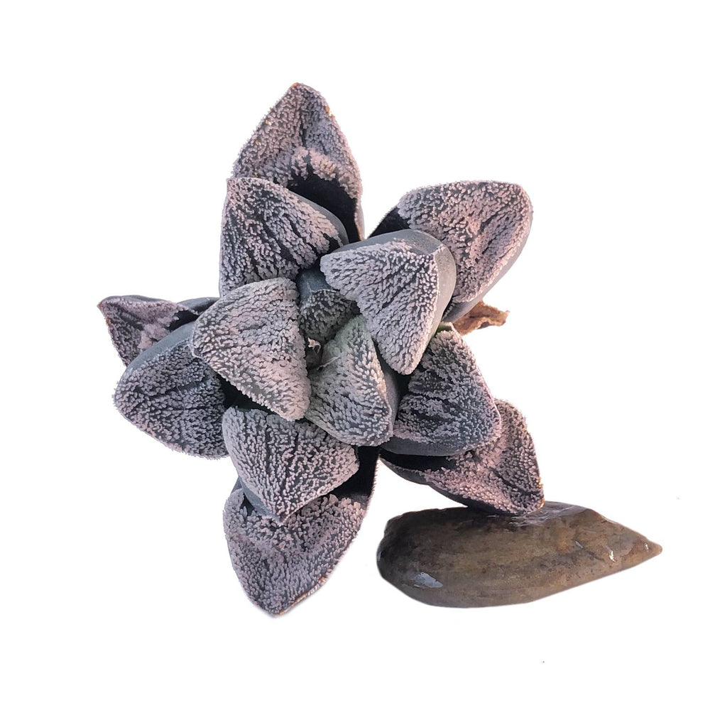 Haworthia Pygmaea ‘Snow’ Hybrid