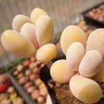 PRESALE Pachyphytum Beauty, (Random)