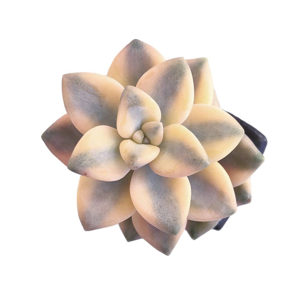 SALE! Graptoveria Titubans