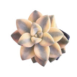 SALE! Graptoveria Titubans