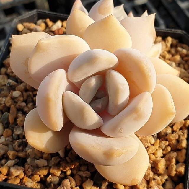 MOTHER'S DAY WEEKEND FLASH SALE! PRESALE Echeveria Tiramisu, (Random)