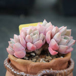 PRESALE Echeveria Pretty in Pink, Cluster (Not so Random)