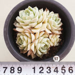 PRESALE Echeveria Hughmillus, Cluster, (Random)