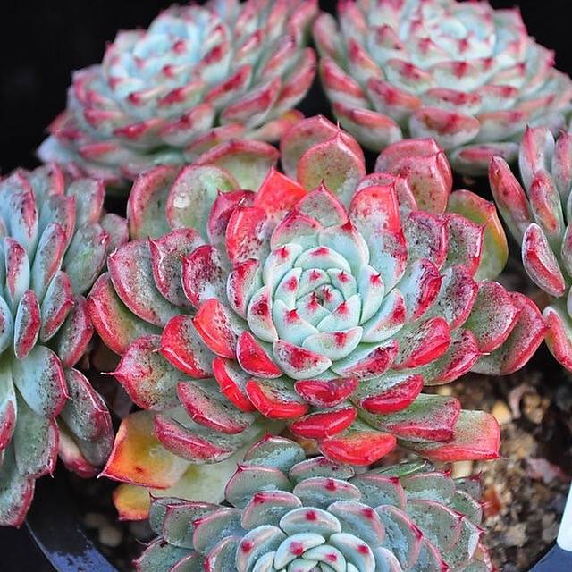 Echeveria Blue Minima, Clusters, (Random, but please read before carting!)