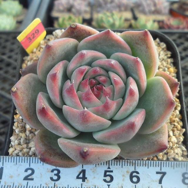 Echeveria Momotarou