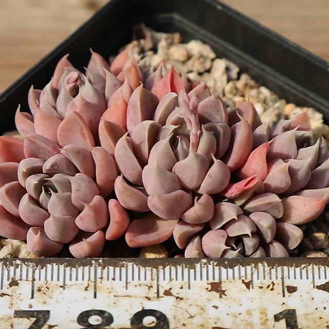 PRESALE Echeveria Wind of Change, (Random)