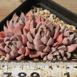 PRESALE Echeveria Wind of Change, (Random)