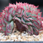 PRESALE Echeveria Esther Cristata- Discount in Description!, (Not so Random)