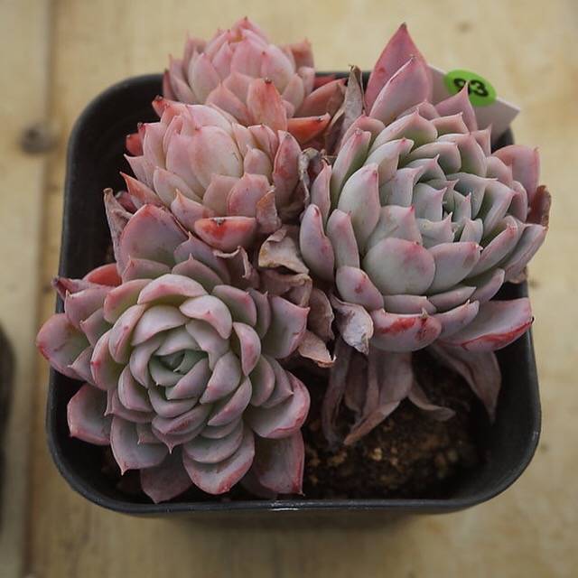 PREVIEW OF MOTHER"S DAY WEEKEND FLASH SALE!  PRESALE Echeveria Violet Queen, (Random)