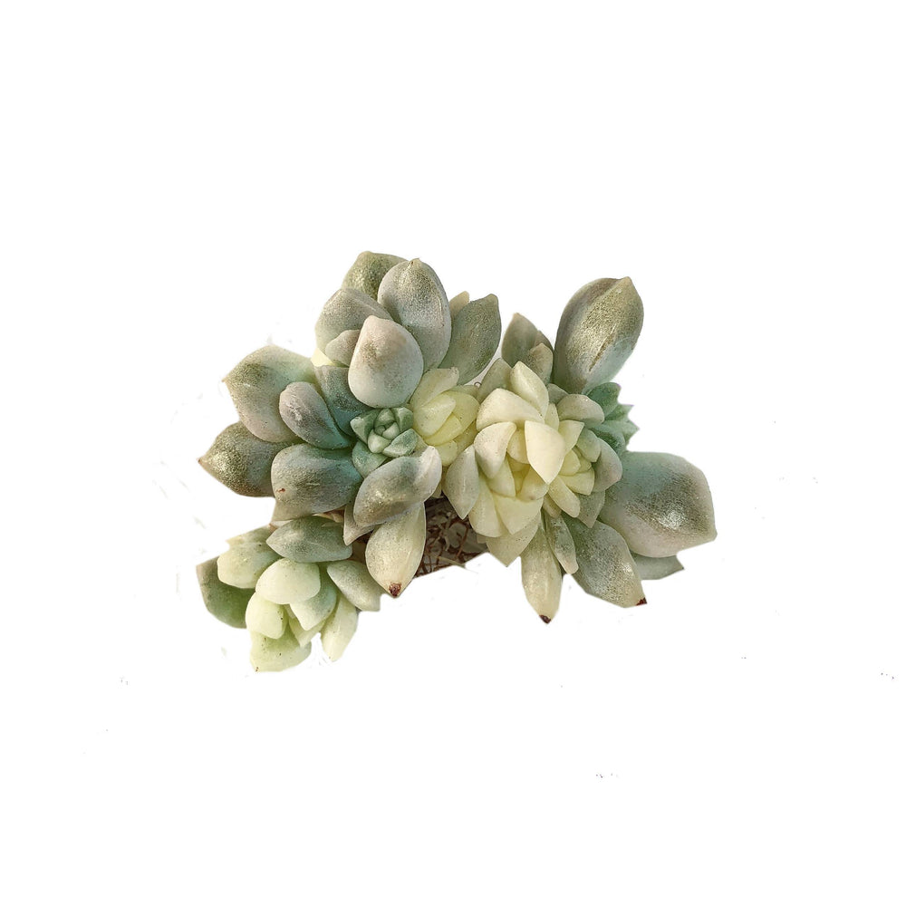 Echeveria Prolifica, Variegata Cristata