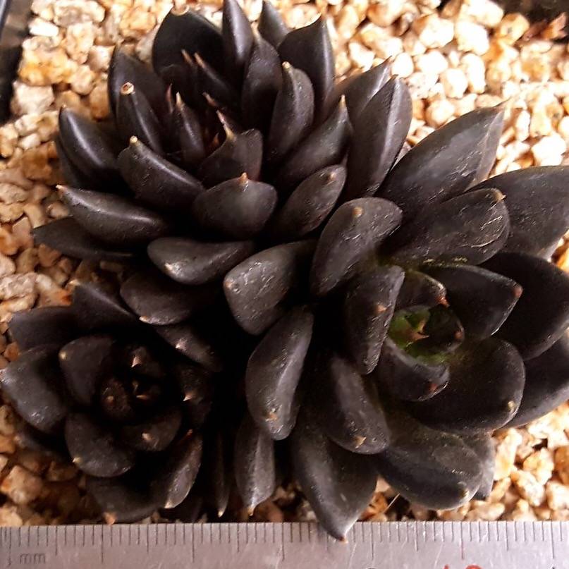 PRESALE Echeveria Dark Knight, Hybrid? (Random)