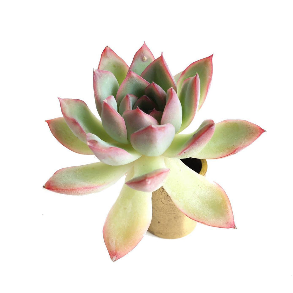The GOOD, The BAD and The UGLY SALE! Echeveria Brave