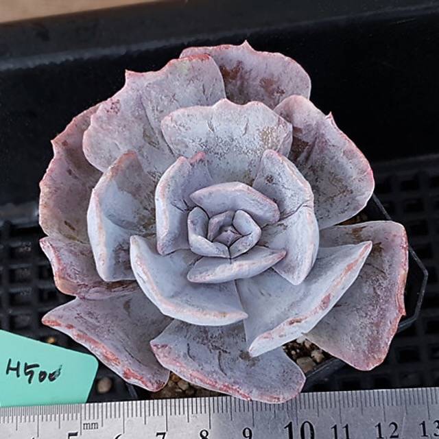 Echeveria Lilacina, Variegata, (Random)