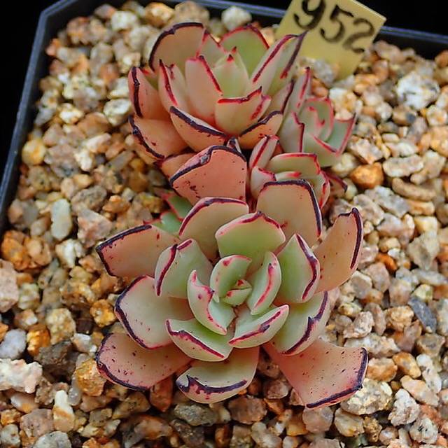 PRESALE Echeveria Strictiflora v Nova, (Random)