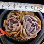 PRESALE Echeveria Keys, (Random)