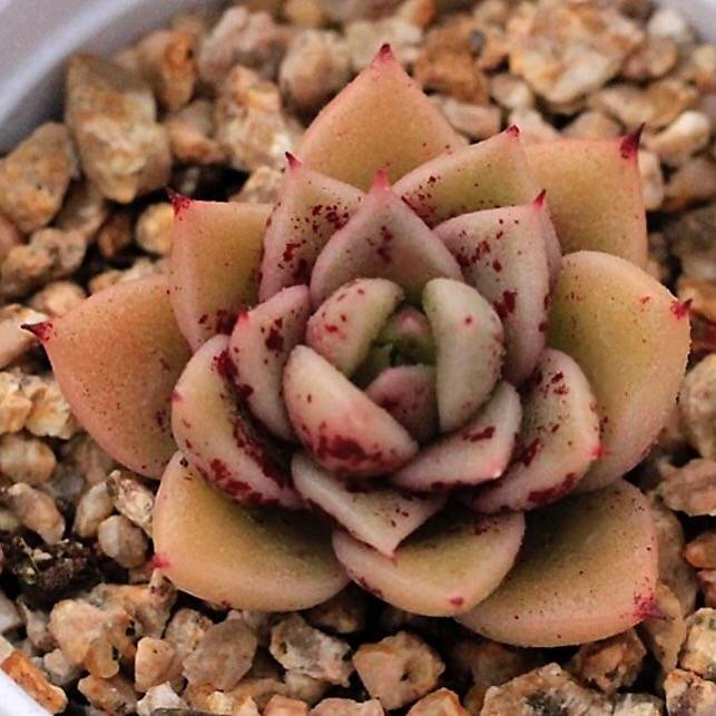 PRESALE Echeveria Super Lina