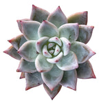 Echeveria 'White Robin'