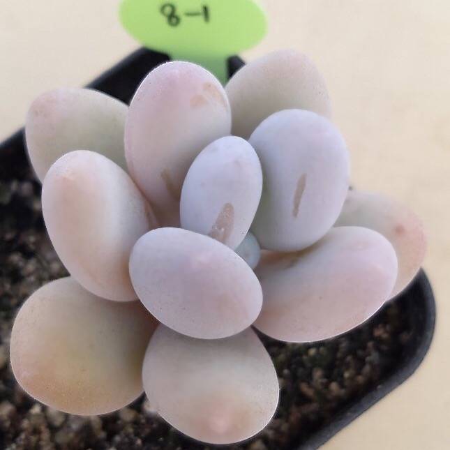 PRESALE Pachyphytum Oveferum cv Momobijin, (Random)