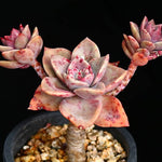 PRESALE Echeveria Bainesii, (Not so Random)