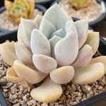 PRESALE Echeveria Tiny Bella, (Random)