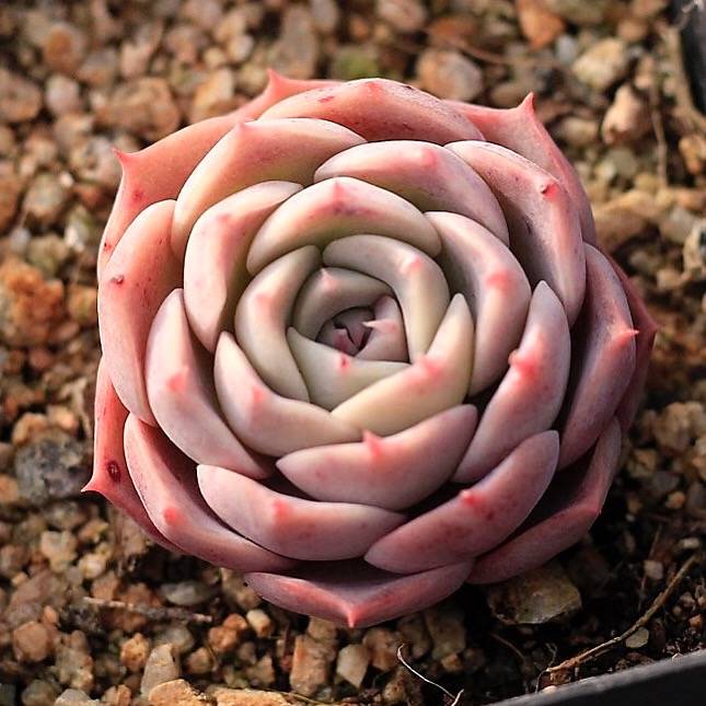 Echeveria Gold Light