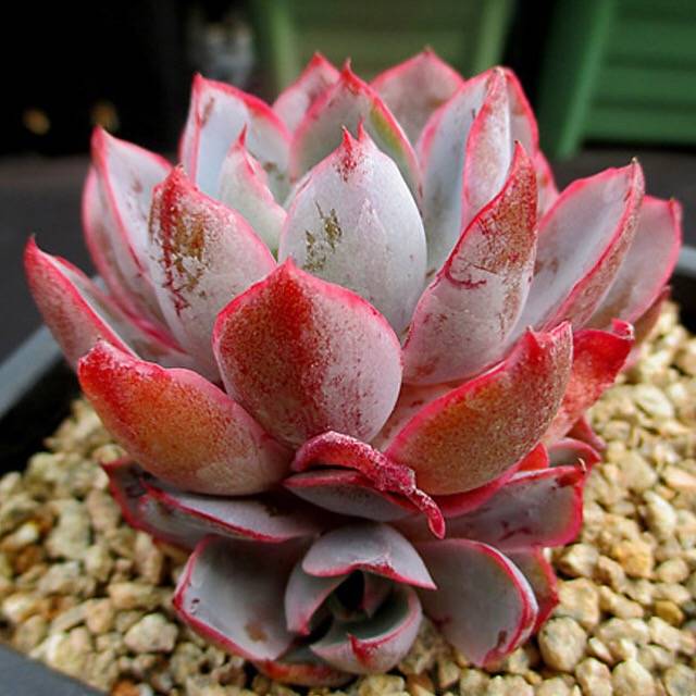 PRESALE Echeveria Hera, (Random)