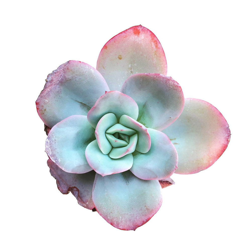 The GOOD, The BAD and The UGLY SALE! Echeveria Brinks Blue