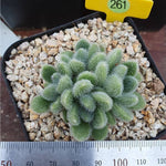 SPECIAL! JUST CART!! PRESALE Sedum Hintonii, (Not So Random)