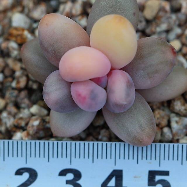 (RESERVED) Pachyphytum Oviferum cv. Momobijin, Variegata (Option 5)