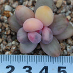(RESERVED) Pachyphytum Oviferum cv. Momobijin, Variegata (Option 5)